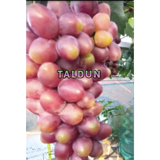 

Bibit Anggur Import Taldun