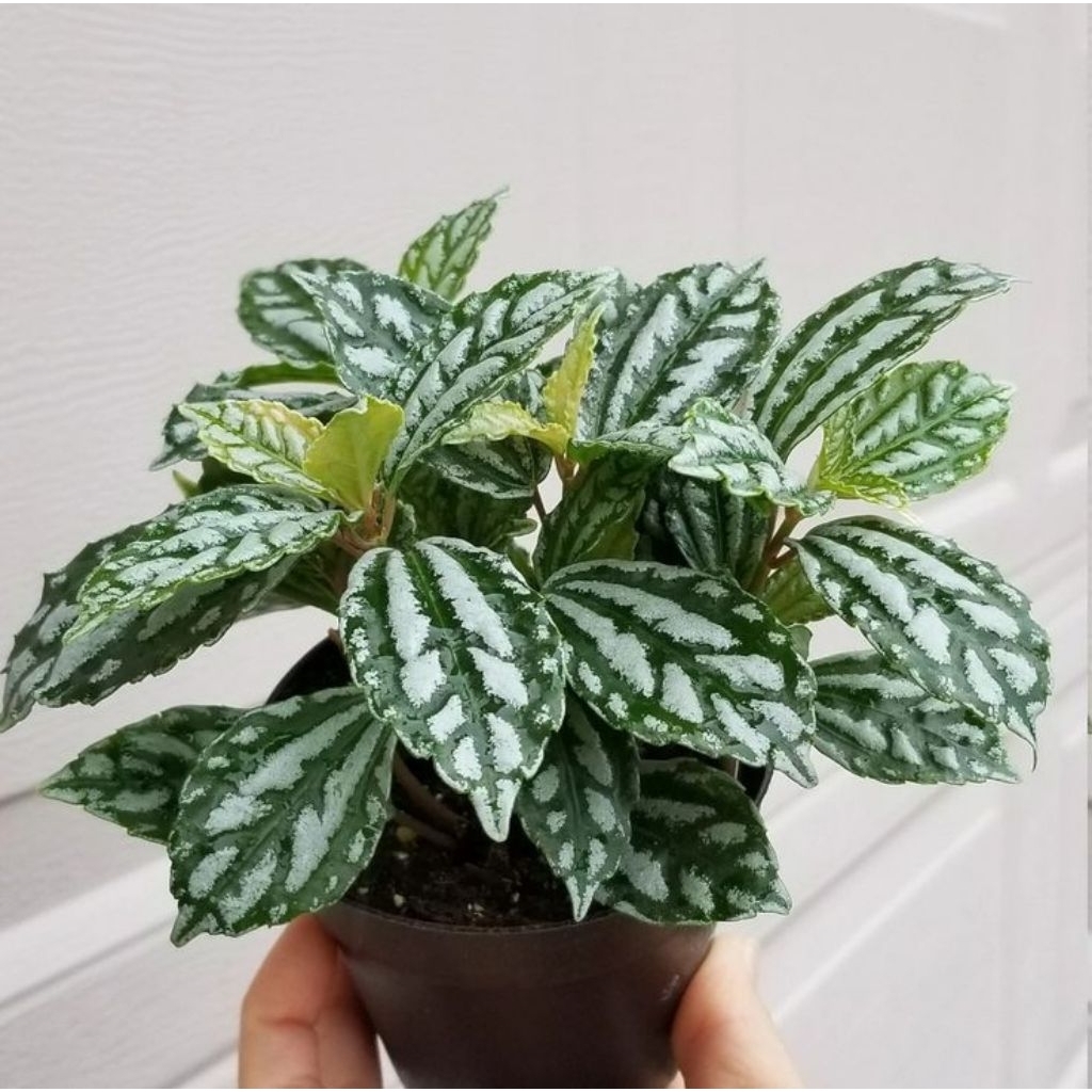 tanaman hias pilea ciderai - pilea mutiara