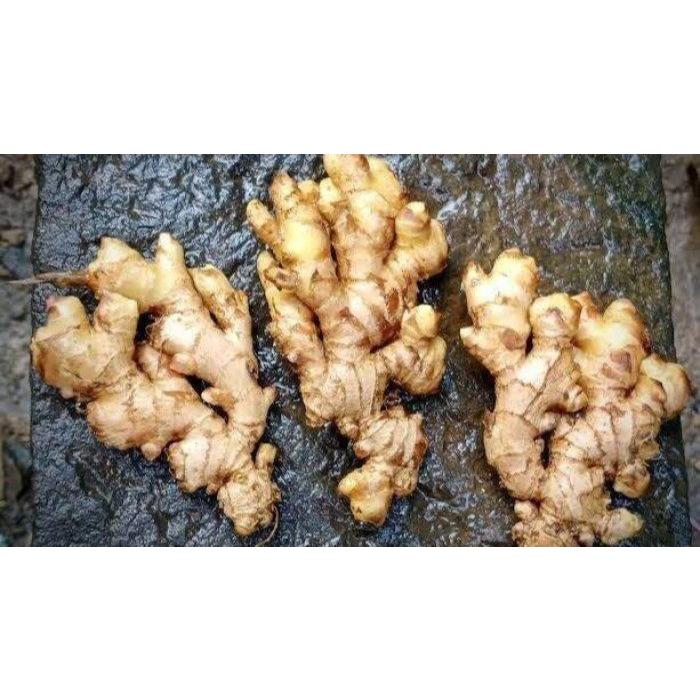 

Jahe Emprit Tua Fresh/Segar Murah Pedas Berkualitas Kaya Manfaat 1 Kg