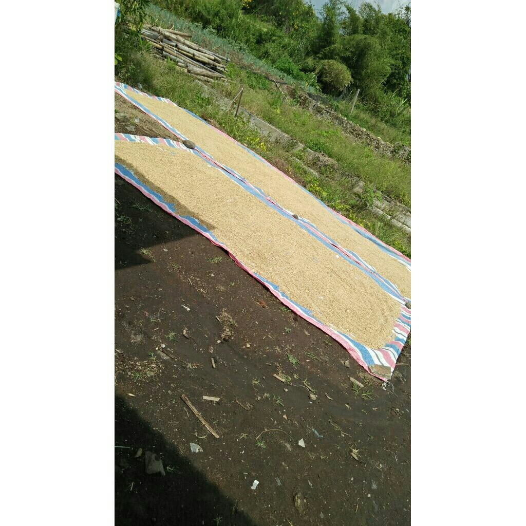 

beras anak daro super 1 KG