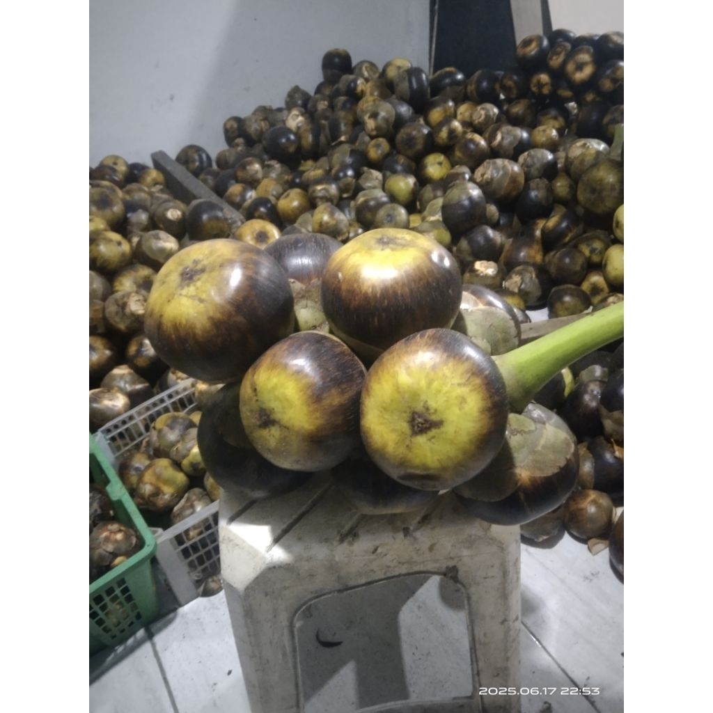

BUAH LONTAR UTUH FRESH ISI 3BIJI