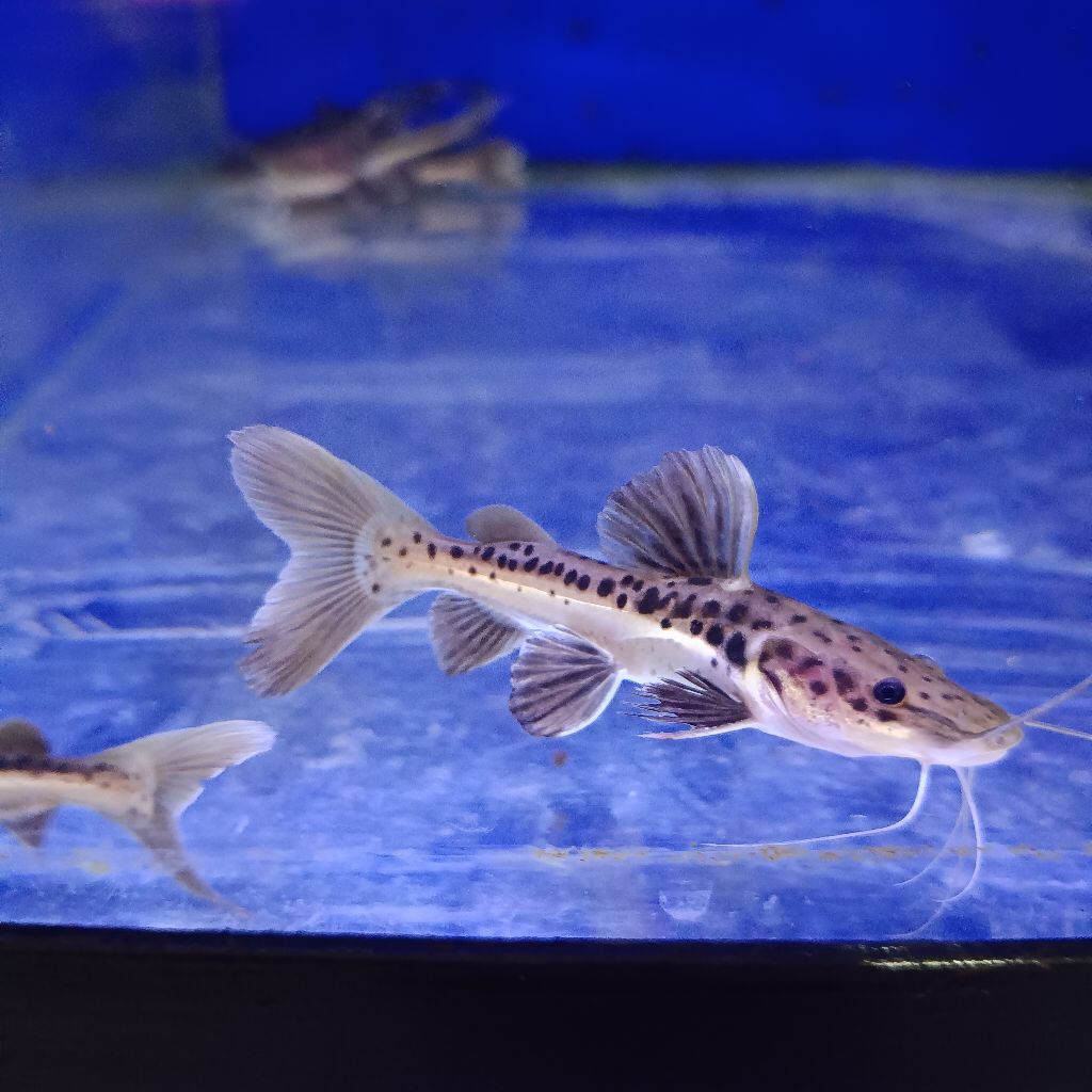 Ikan hias predator leopard catfish