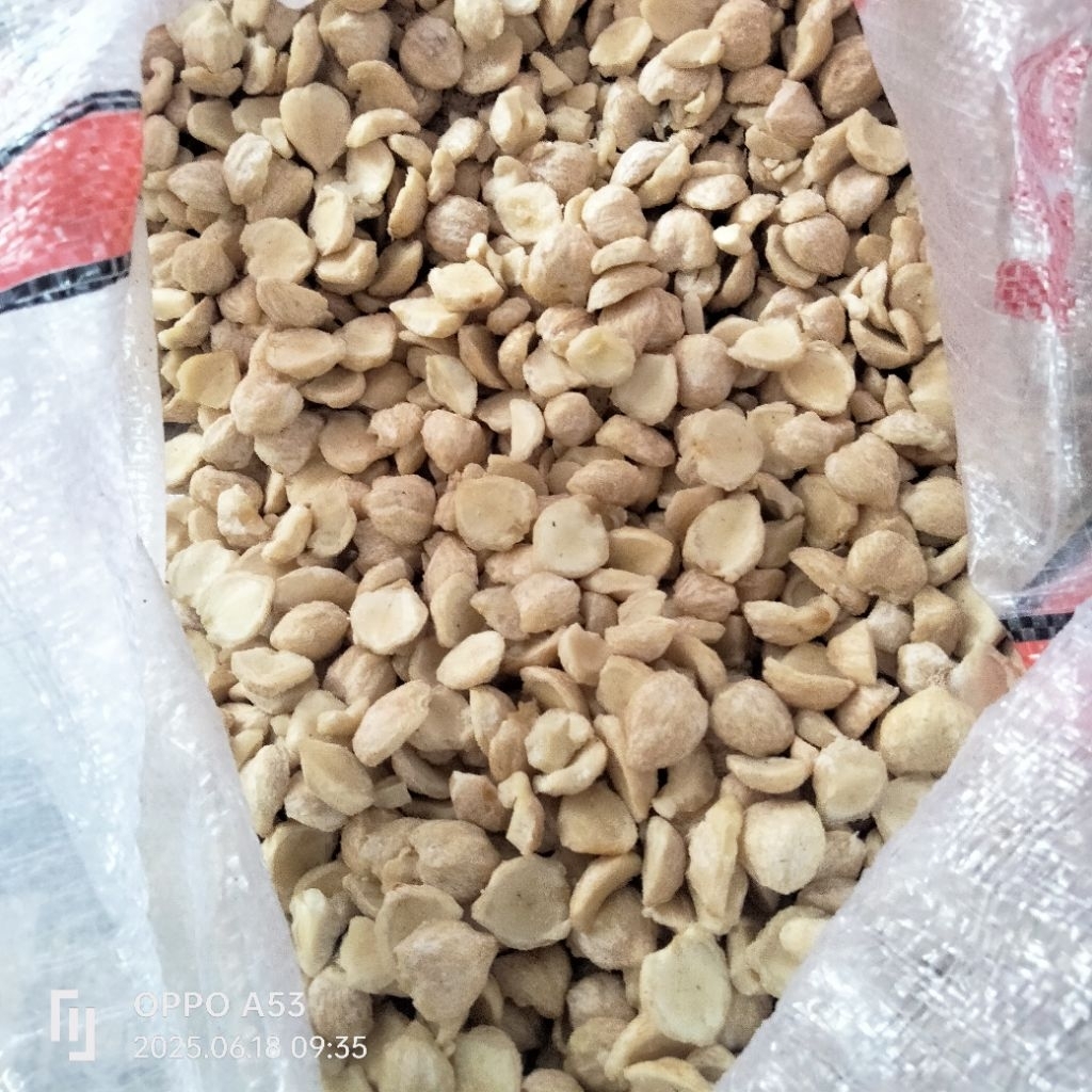 

kemiri harga per kilo gram