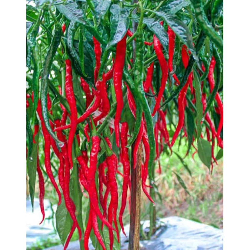 bibit cabe merah keriting