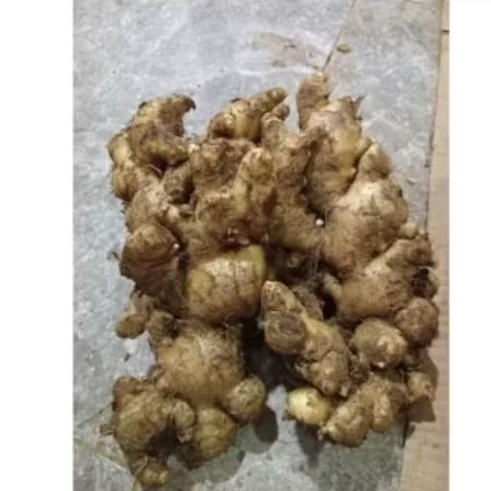 

Promo Jahe Gajah Segar 1KG