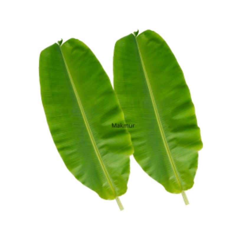

Daun pisang segar utuh / Banana leaf / properti photoshoot