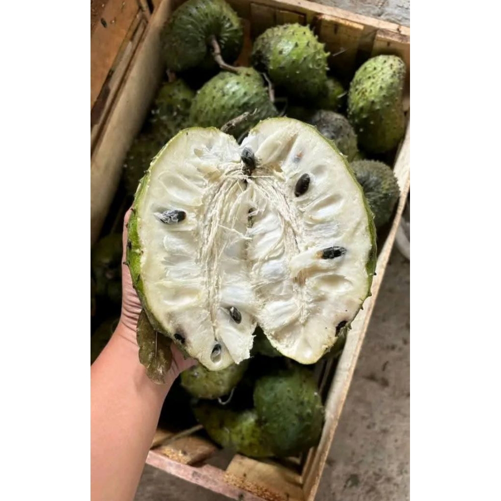 

sirsak lereng gunung muria 900-1,2kg isi 2-3 buah