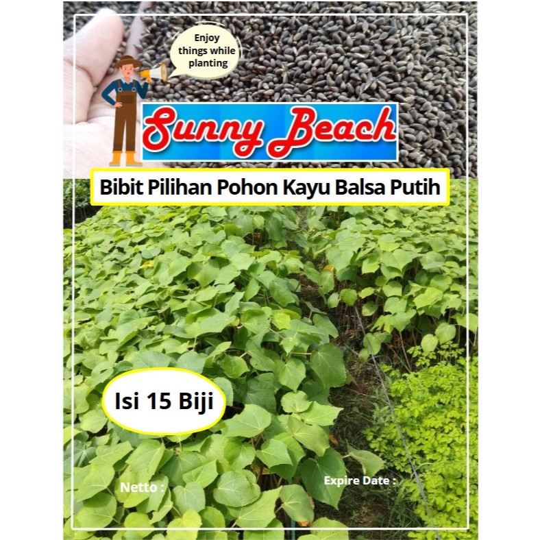 Bibit Pilihan Pohon Kayu Balsa Putih | Biji Benih Pohon Kayu Balsa Putih | Pohon balsa