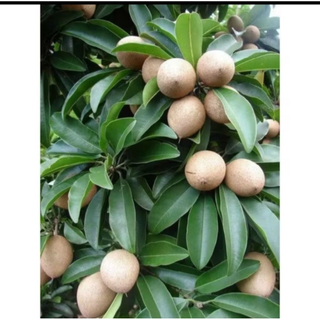 

Buah sawo mentah/mengkel