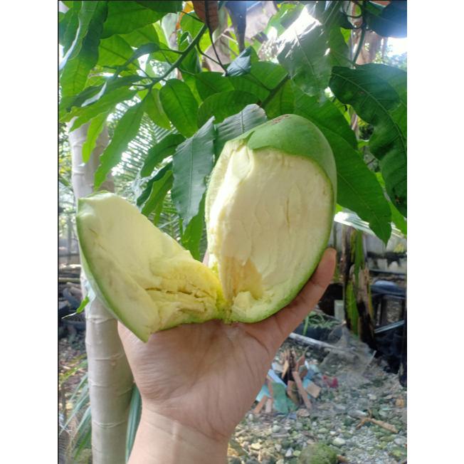 

mangga harum manis mentah tua 500gr isi 1-2