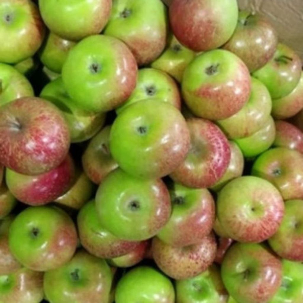 

Apel Hijau / Malang Segar