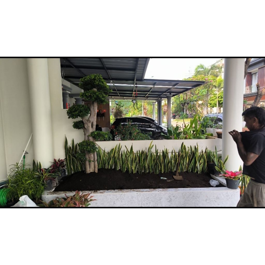 taman.Rumah.kolam.ikan.koi