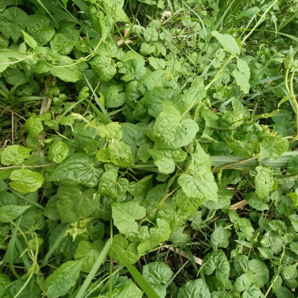 

Daun Sembung Rambat Segar Herbal Alami 250 gram