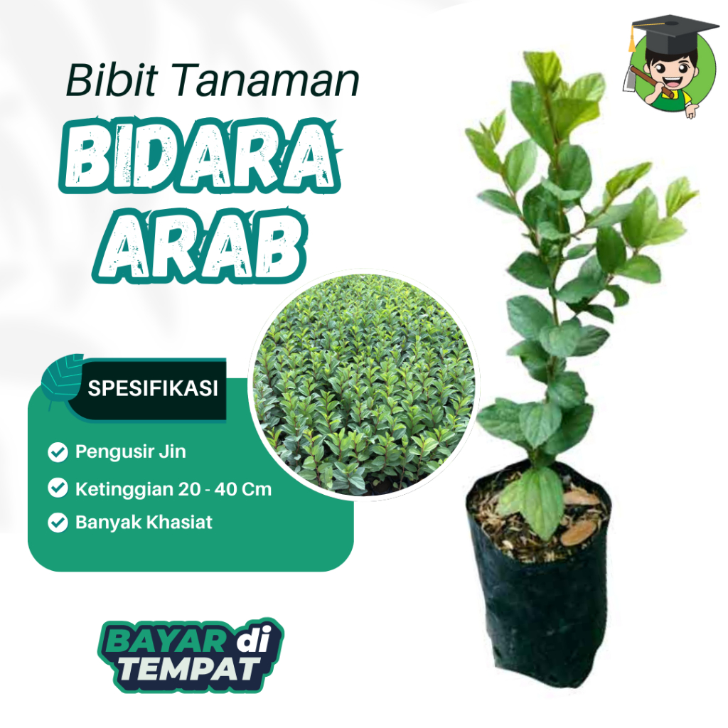 Bibit Bidara Arab Pengusur Jin Asli Bibit Tanaman Pohon Bidara