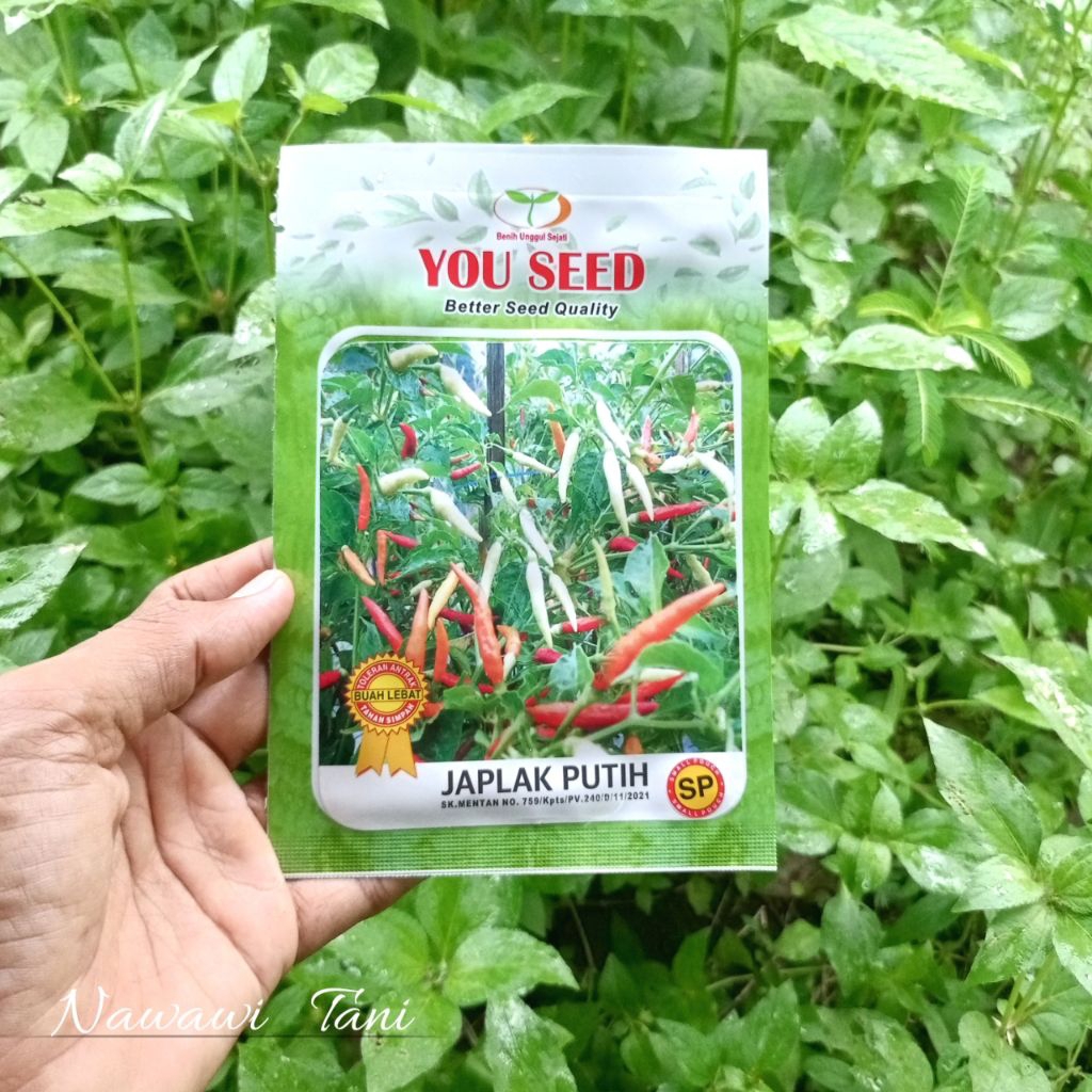 500 BENIH CABE RAWIT JAPLAK PUTIH ORIGINAL