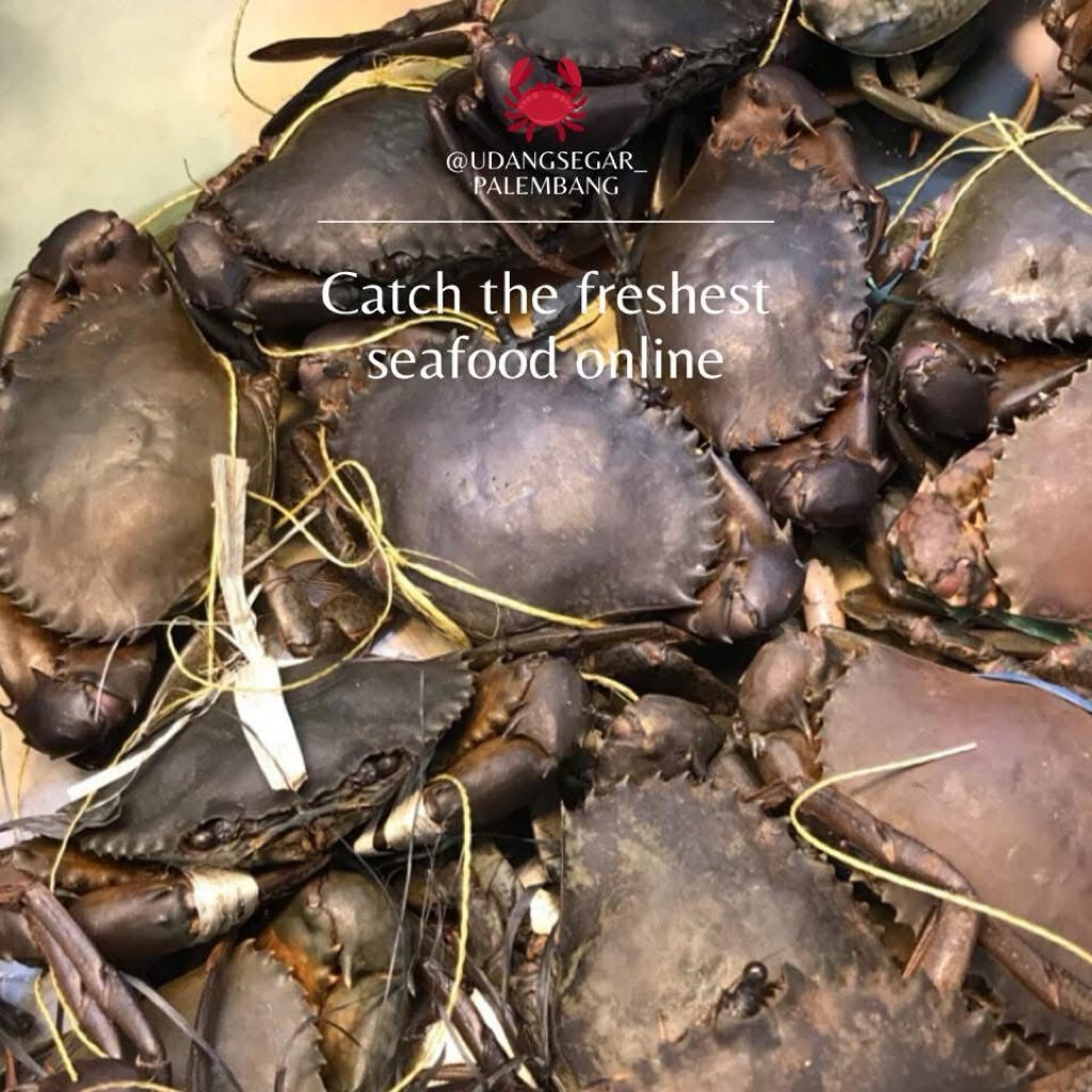 

Kepiting 1 kg hidup isi 3-4/ kg