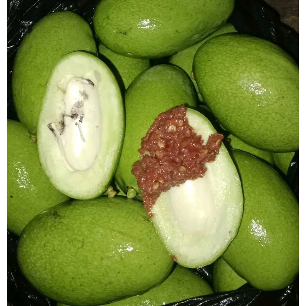 

Mangga rujak murah 1 kg | Mangga muda buat rujak asinan asam segar pesan langsung kirim