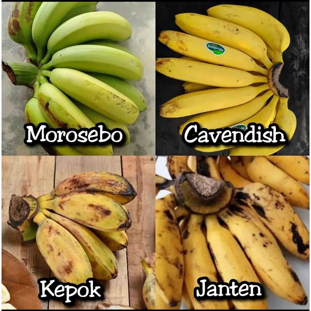 

PROMO PAKETAN 4 BIBIT PISANG ( KEPOK, CAVENDISH, JANTEN, MOROSEBO) MURAH MERIAH