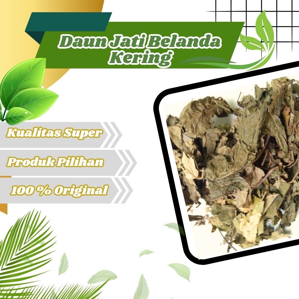 

Daun Jati Belanda Kering Pilihan Super pelangsing tubuh