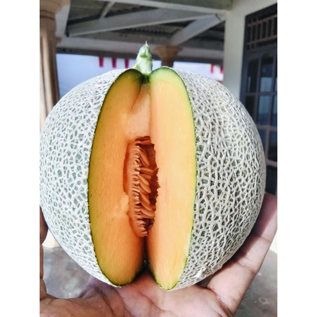 

BUAH MELON SEGAR MELON HIDROPONIK MELON SAKATA