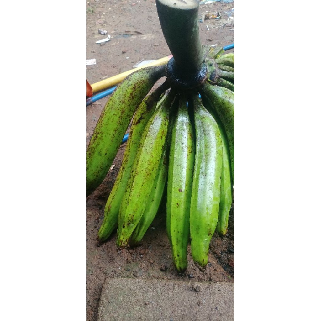 

pisang tandu/galek asli banten 1pcs