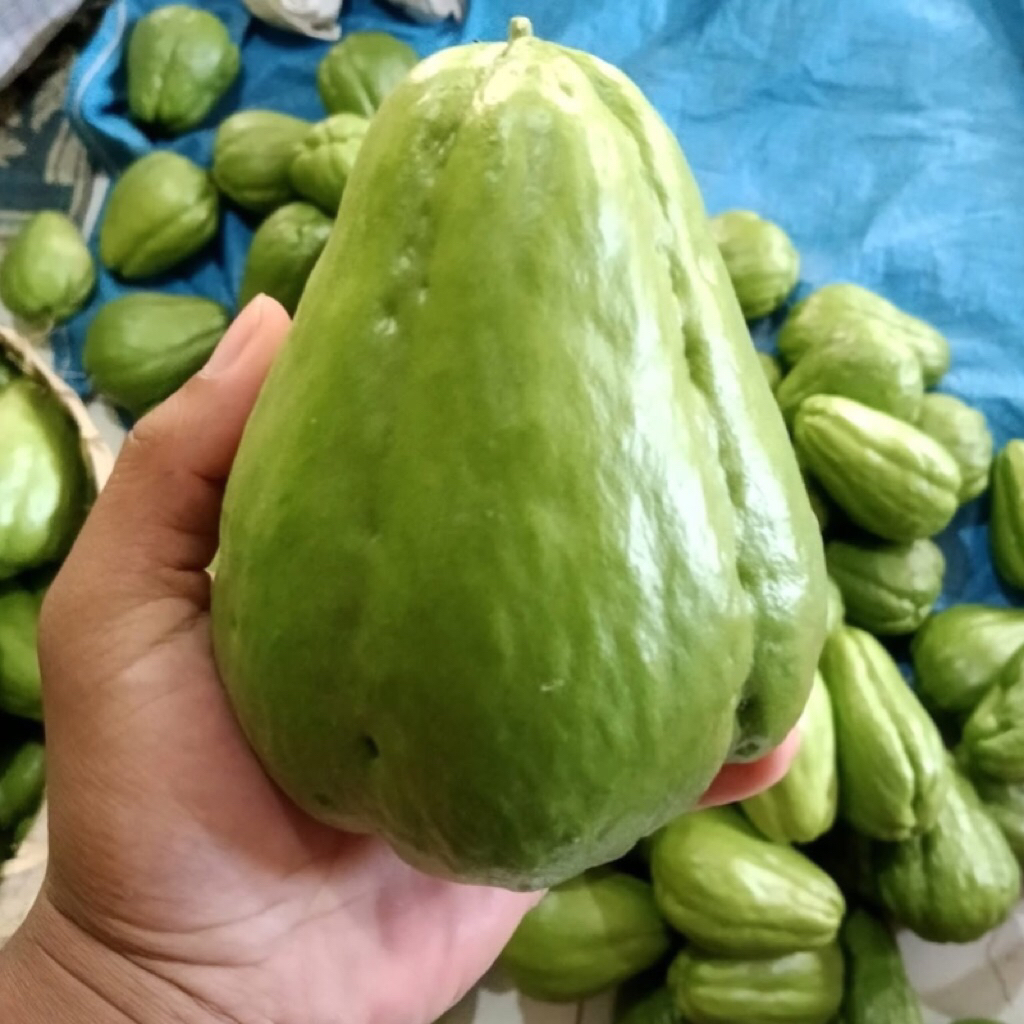 

Labu Siam/Jipang Organik 1Kg