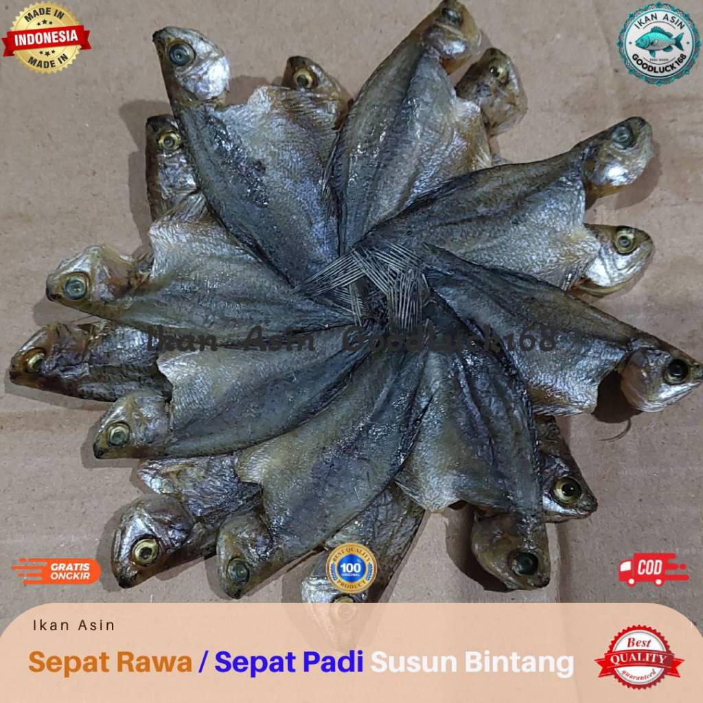 

Ikan Asin Sepat Rawa / Sepat Padi Susun Bintang Kualitas Premium
