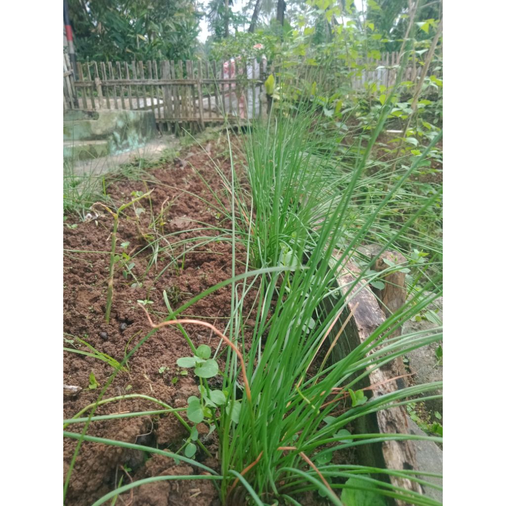 

kucai/kuncai perikat