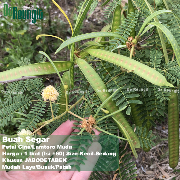 

Petai Cina Palending Muda Pete 1 Ikat Isi Kurang Lebih 60 Papan Untuk Obat Herbal lalapan sambal Lamtoro