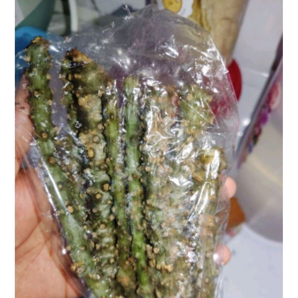 

Brorowali/batrawali asli pahit segat untuk sapih anak 250gm