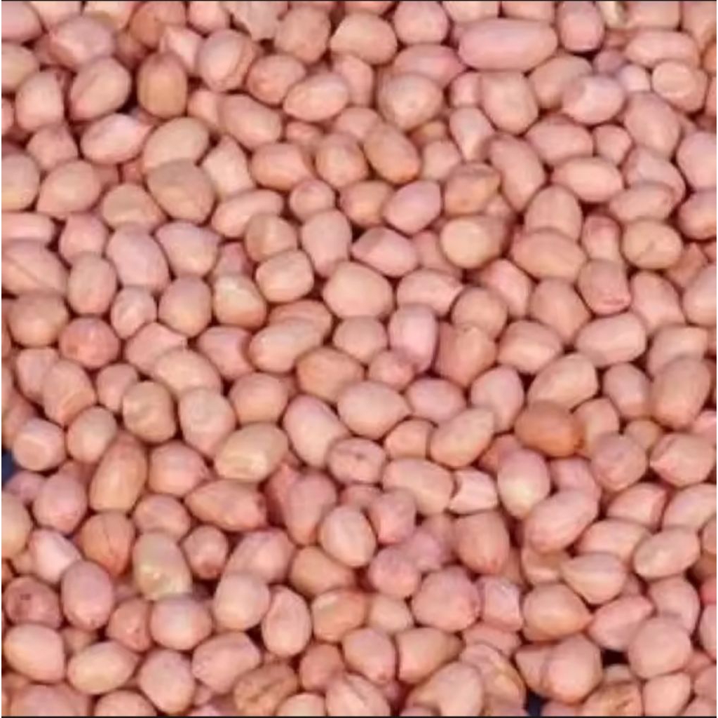 

promo bibit kacang tanah asli petani Madura kualitas super isi 1kg