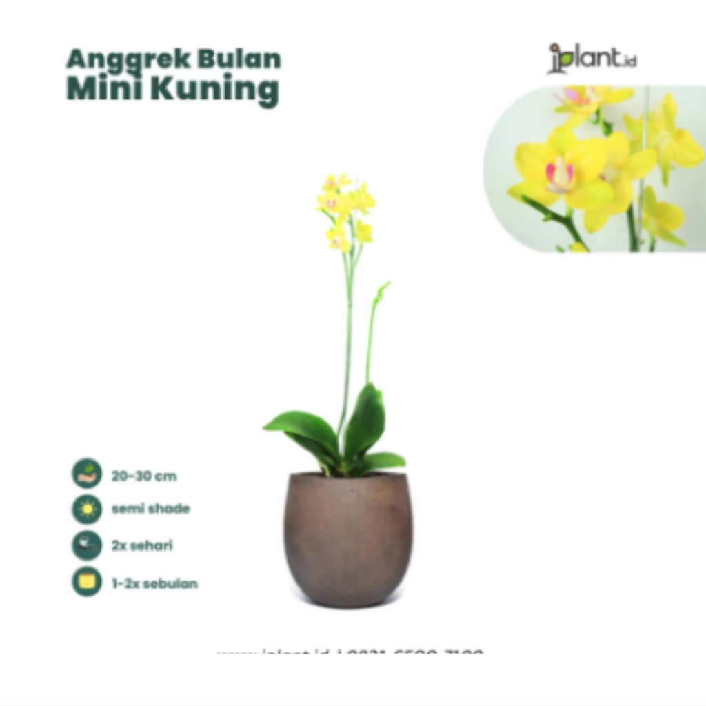 Anggrek Bulan Mini Kuning