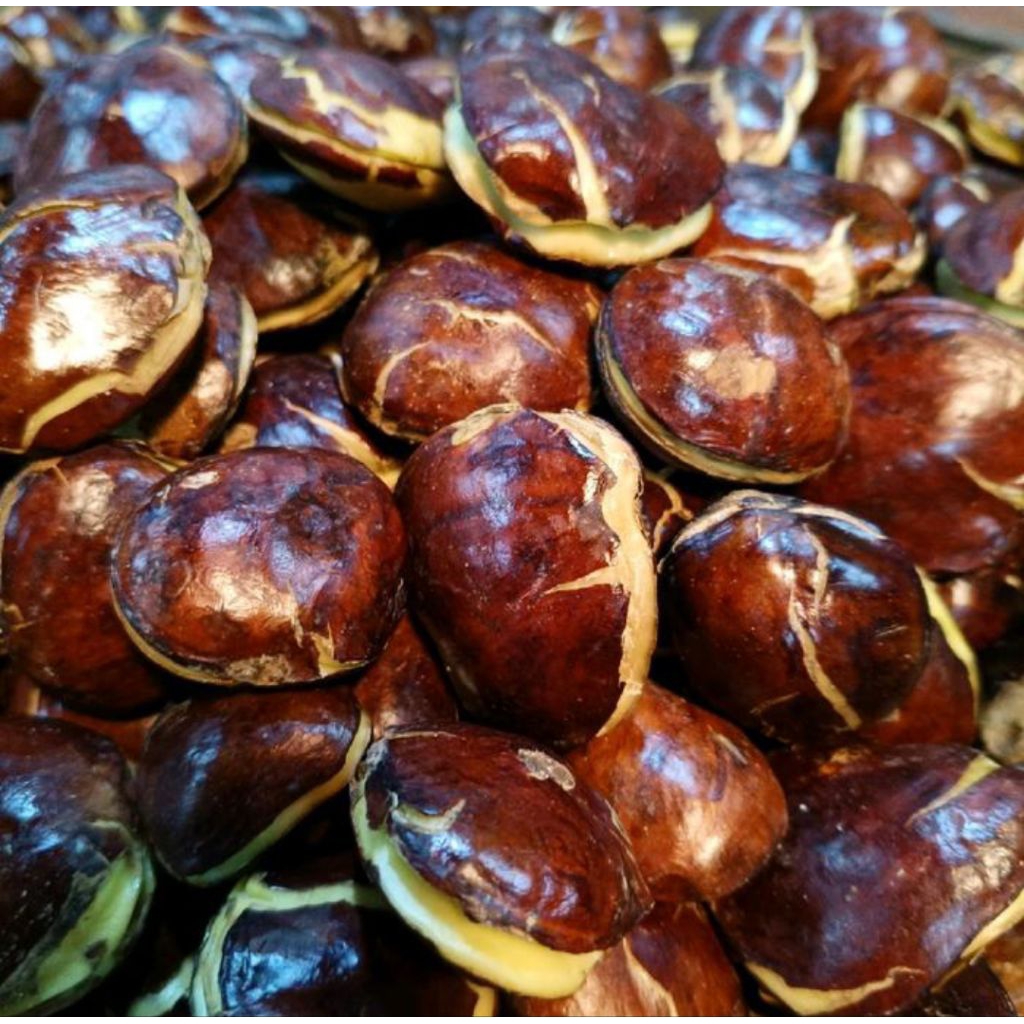 

500 gram buah jengkol tua siap masak