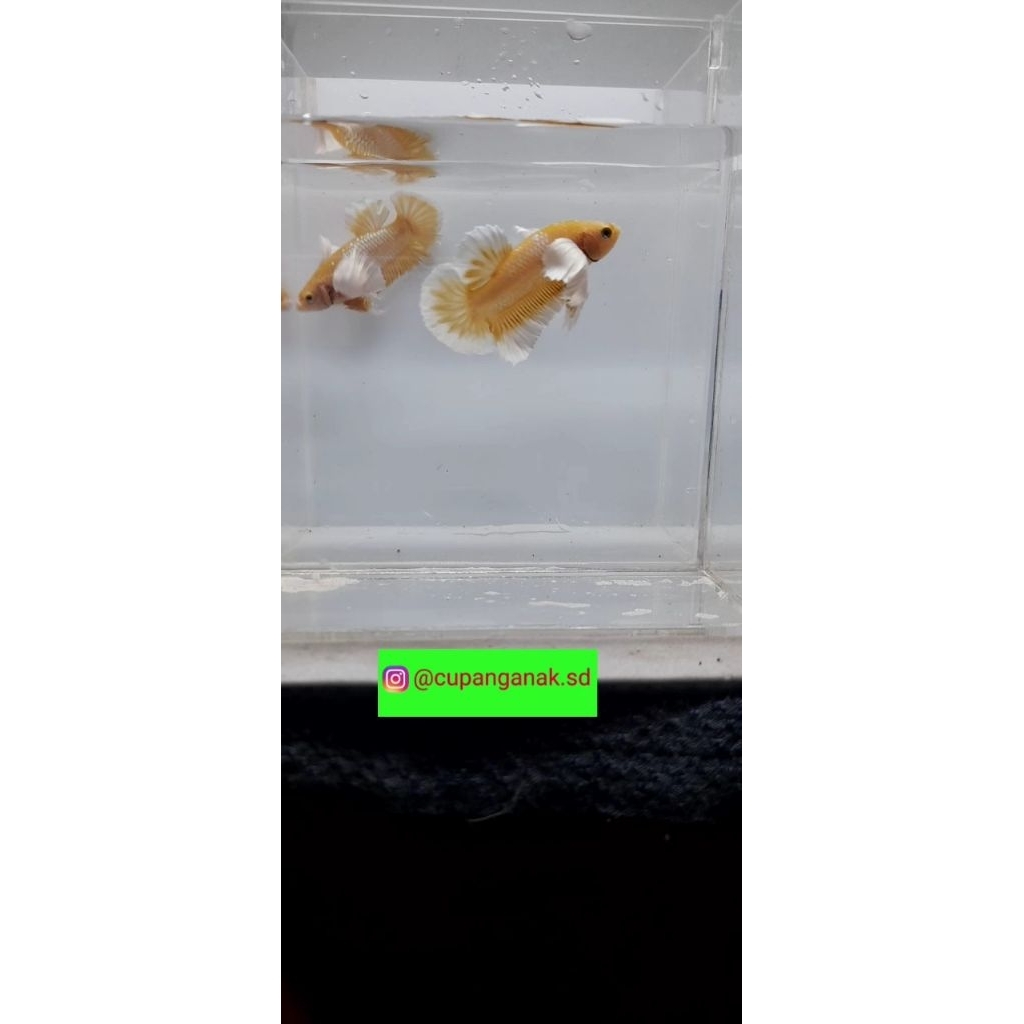 Plastik isi Dumbo ear gold