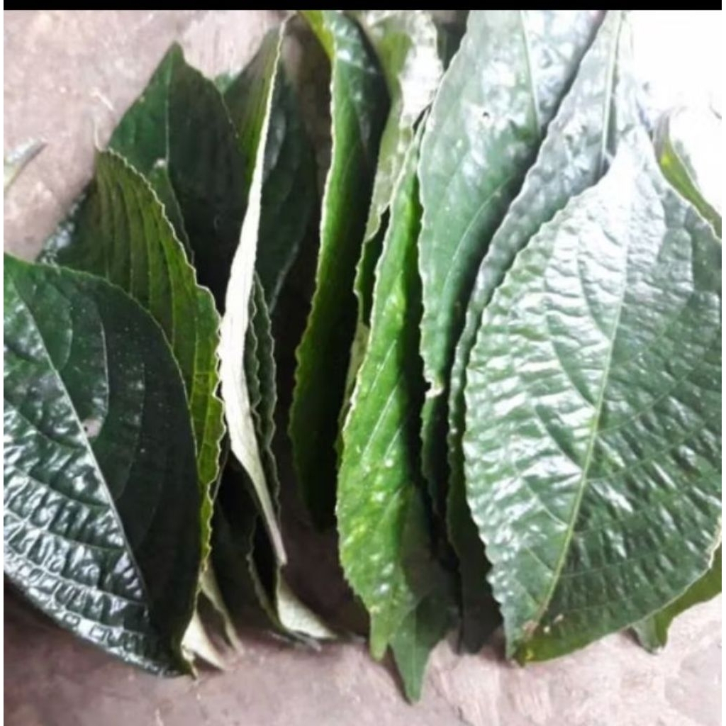 

100 lembar daun keji beling segar lqngsung petik herbal alami atasi diabetes batu ginjal alami by rk herbal shop