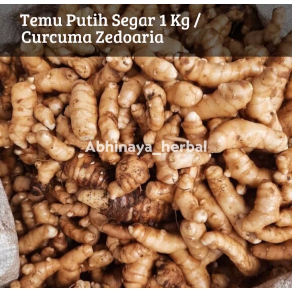

Temu Putih Segar - Kunyit Putih Fresh Sudah Di Cuci 1Kg