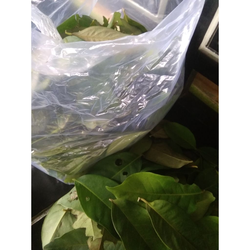 

PROMO DAUN SALAM 100 LEMBAR