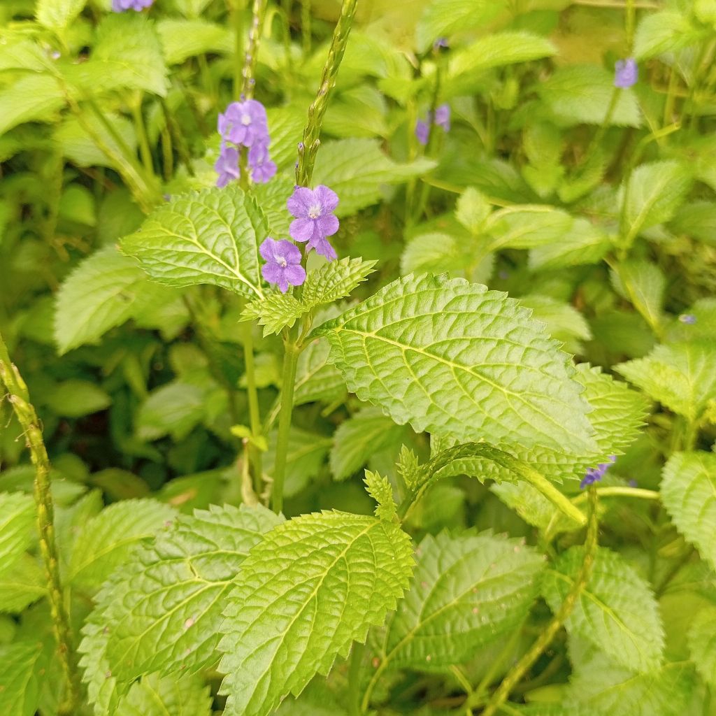 

Daun pecut kuda/jarong per 500 gram