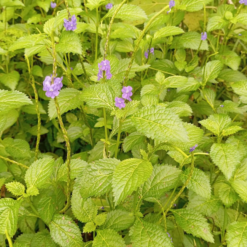 

Daun pecut kuda/Jarong segar 250 gram