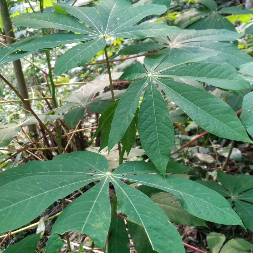 

Daun singkong Segar lalapan 1 Kg