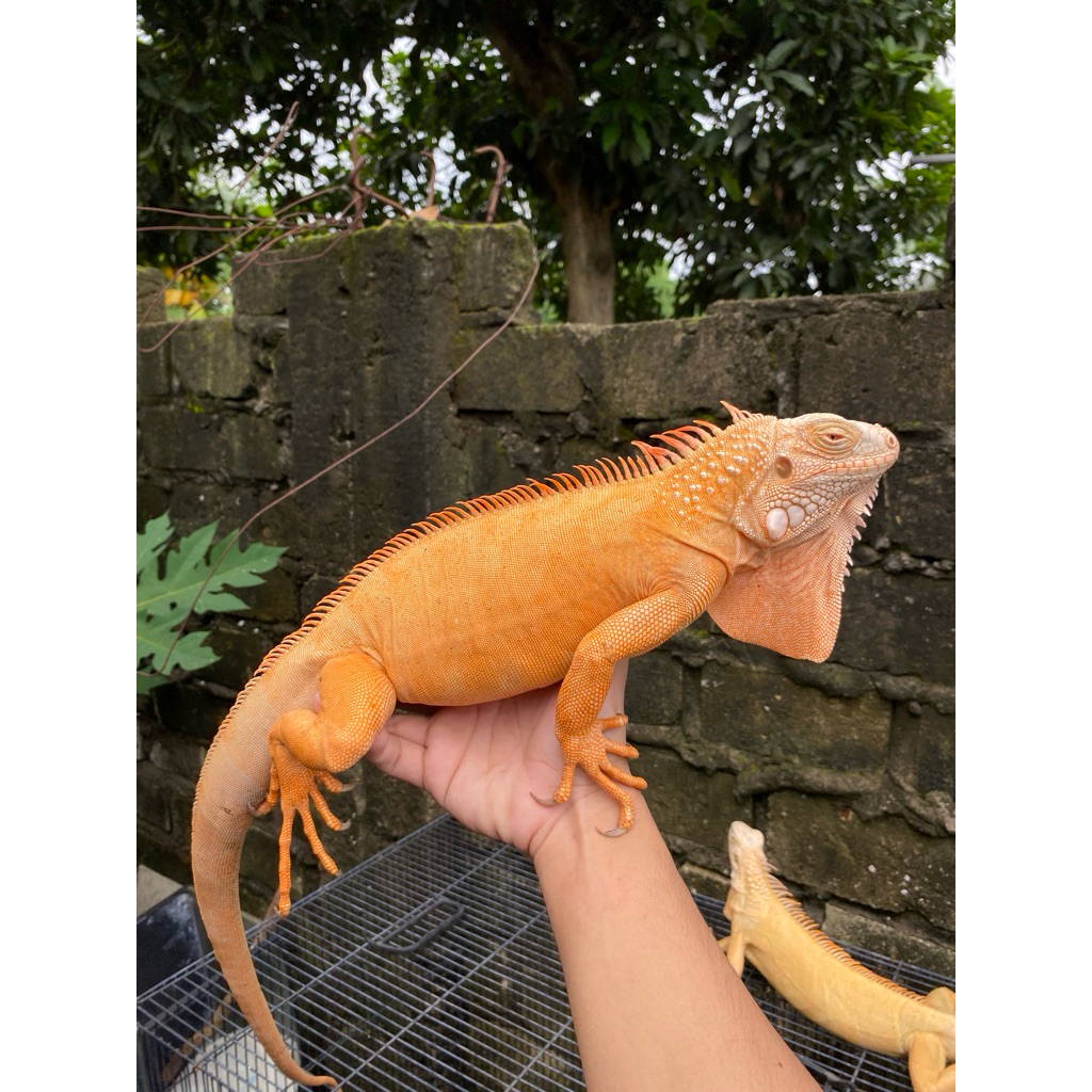 mainan iguana red het red albino ph bluee