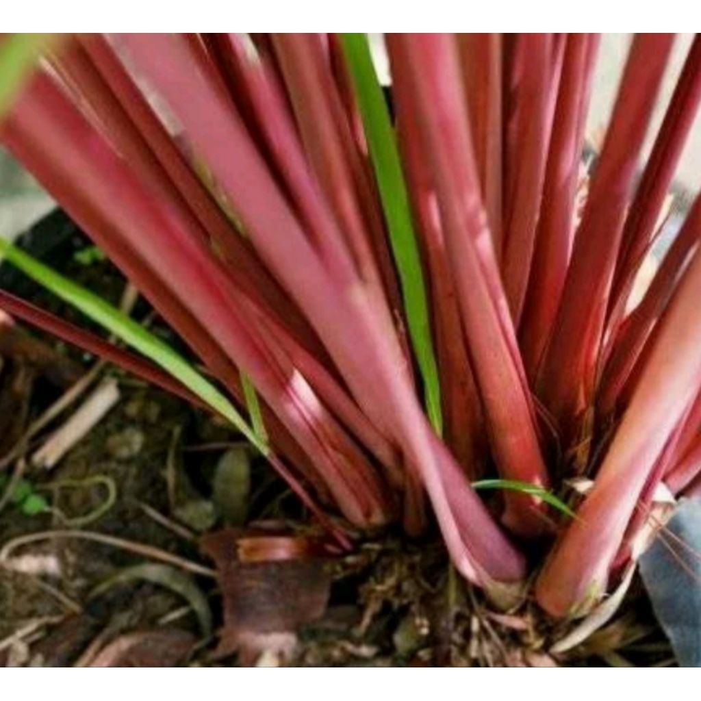 

500gr sereh merah segar bisa untuk bibit