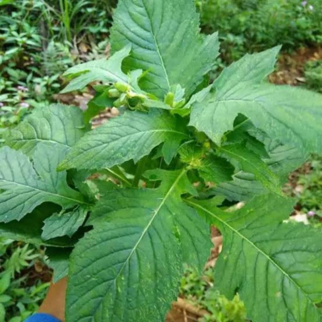 

250 gram daun sintrong segar dan press baru petik Daun lalapan tradisional