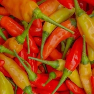 

CABE RAWIT SETAN/PEDAS/MURAH/BERKUALITAS 1KG/PREMIUM