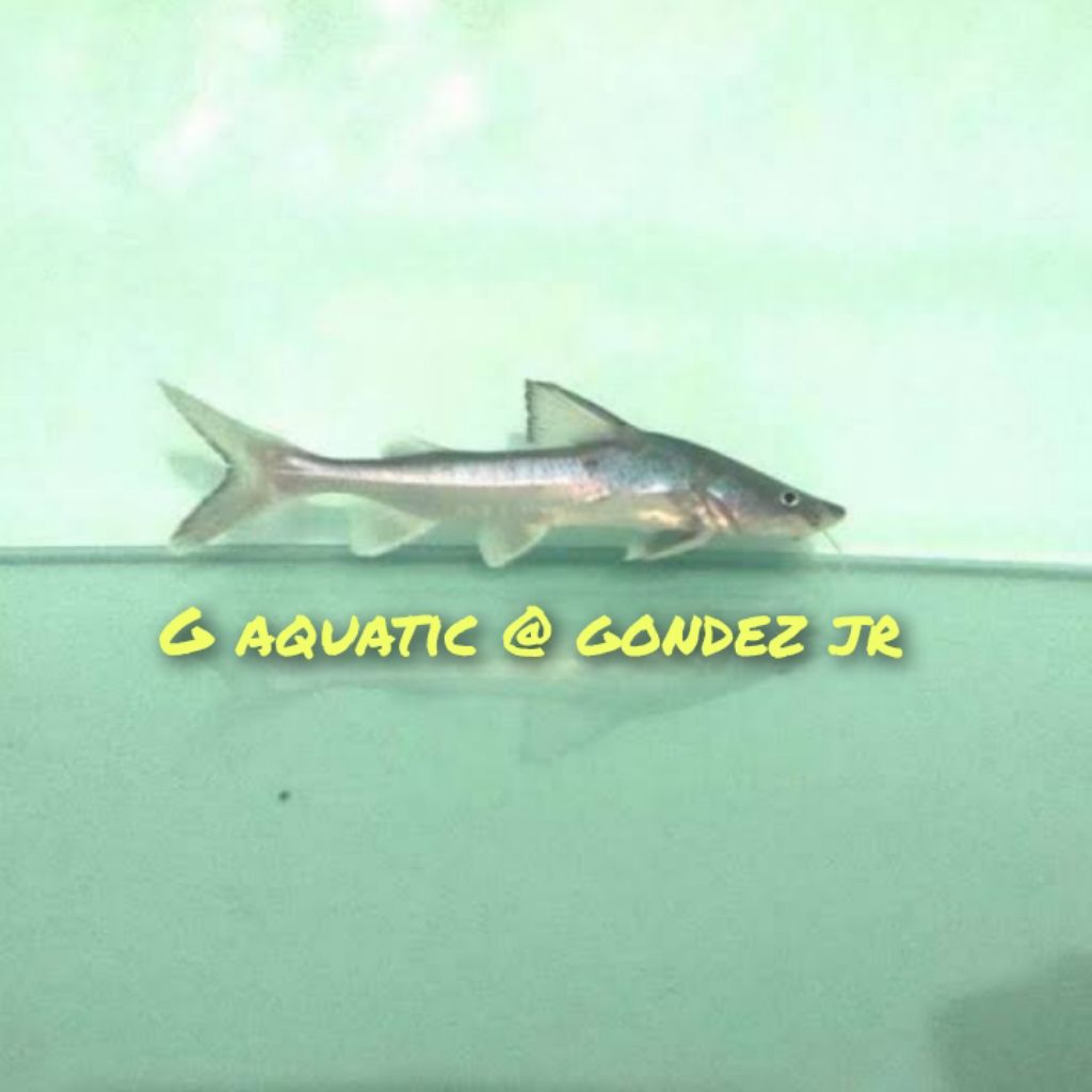 ikan stormii catfish size 16-17cm