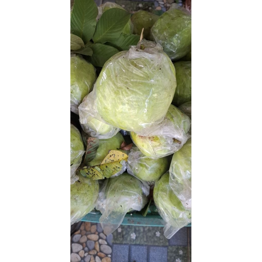 

Jambu Kristal asli Purworejo Manis Kriuk dan Renyah