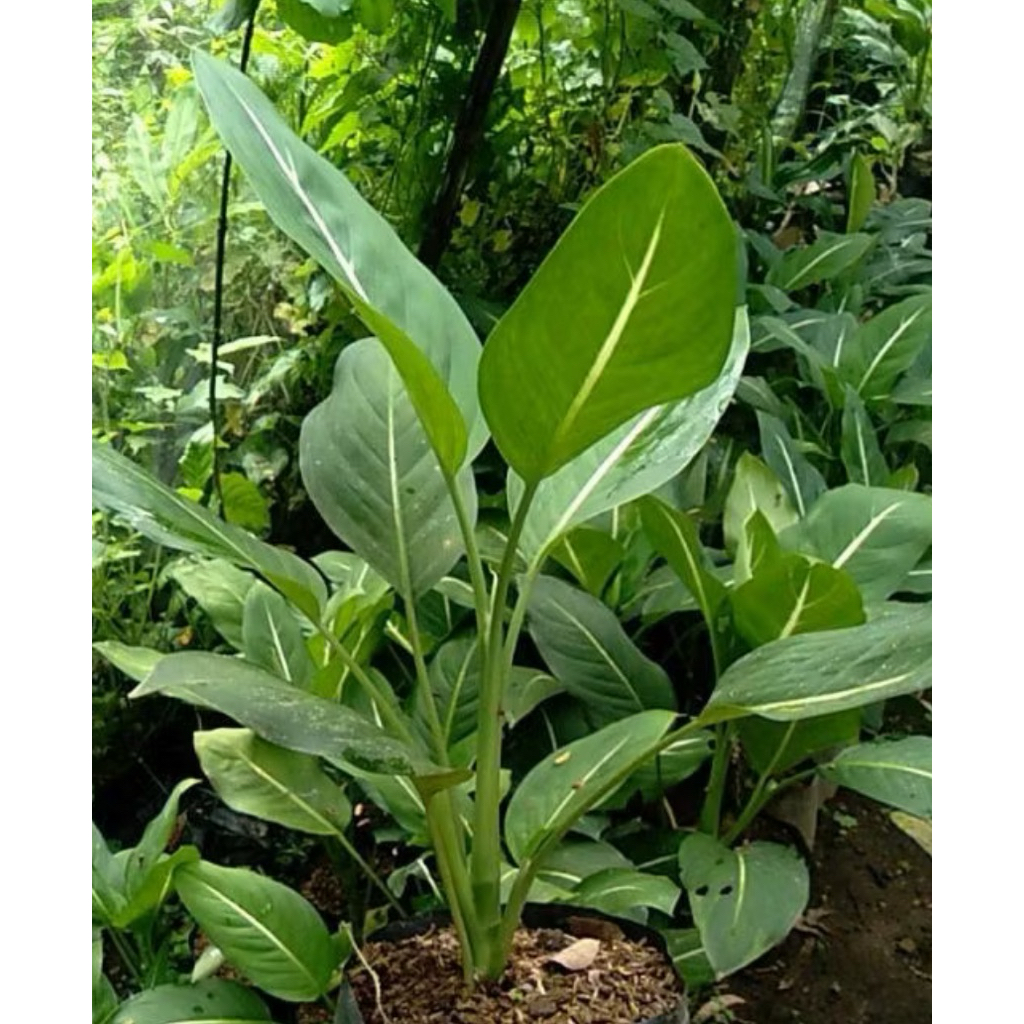 ID BLANCENG NEON SRI REJEKI DIVEN GURITA