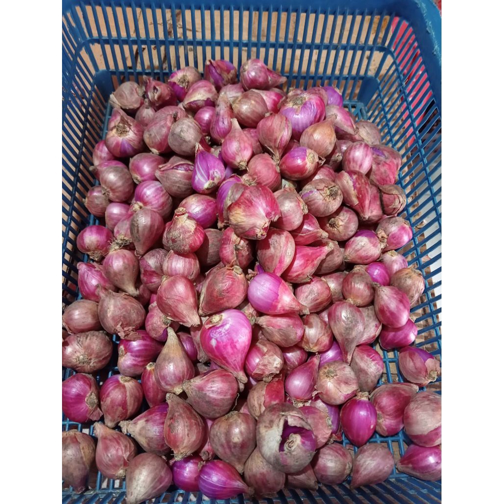 

Bawang Merah Brebes ukuran Besar/Super 1/2 Kg ( Dijamin Besar )