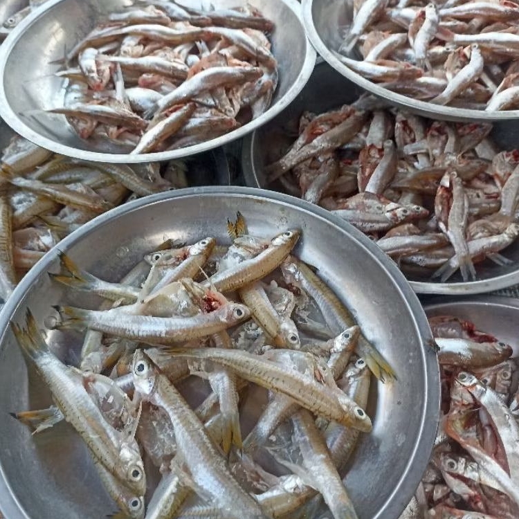

INSTAN KOTA JAMBI Ikan Seluang / Lambak per piring