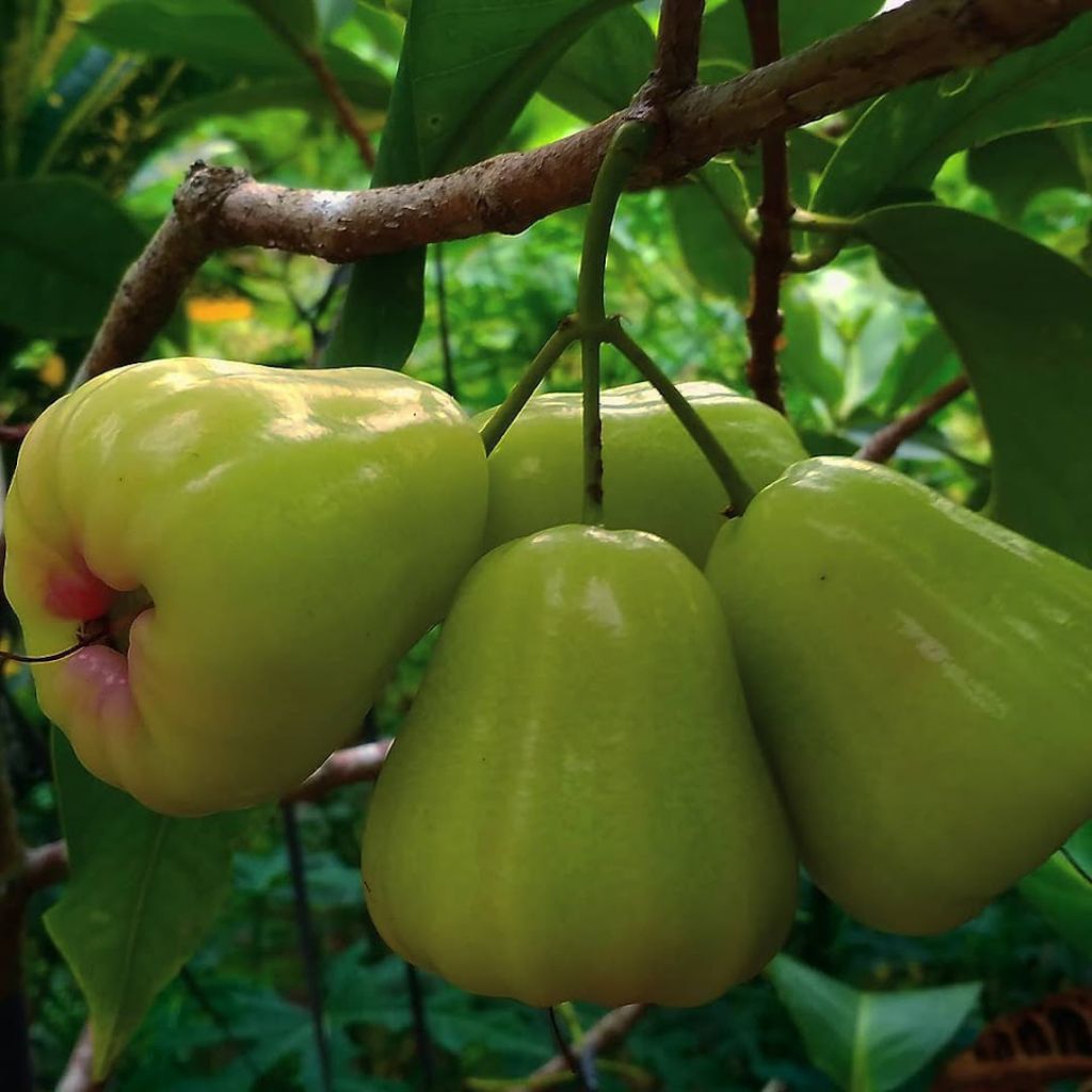 

jambu air madu hijau